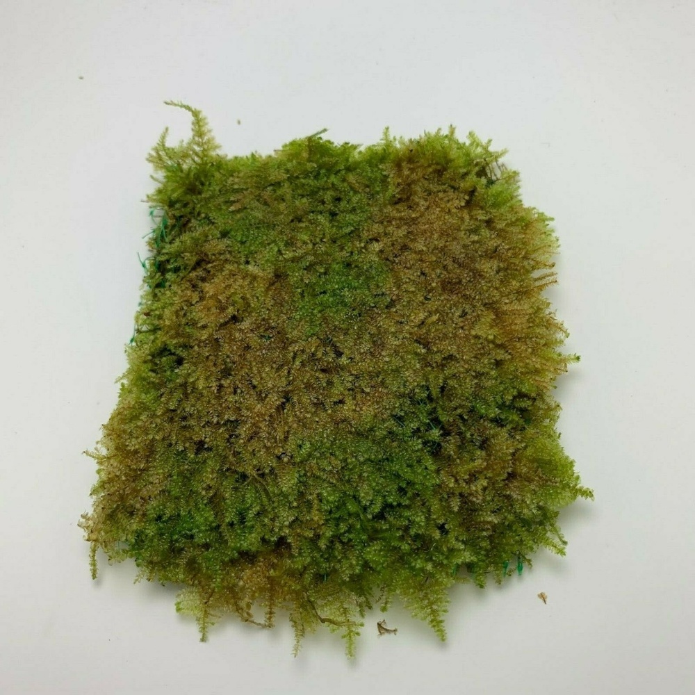 Christmas Moss Xmas Moss Vesicularia Montagnei Mat
